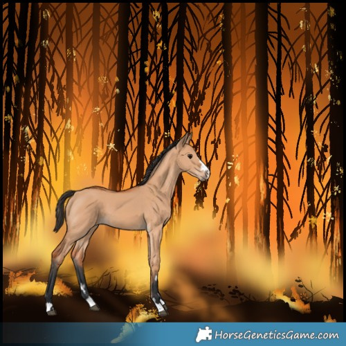 Horse Color:Bay Dun