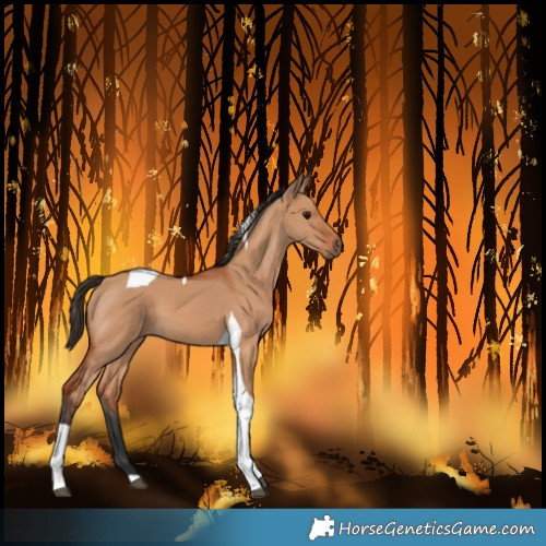 Horse Color:Bay Dun Tobiano 