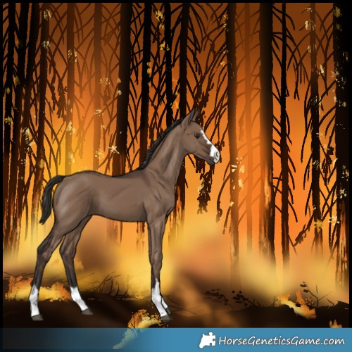Horse Color:Liver Red Dun