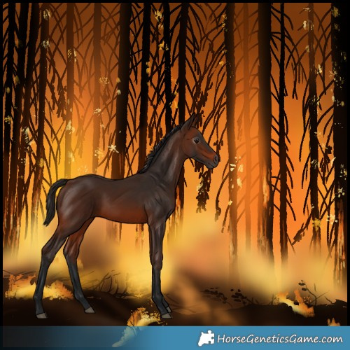 Horse Color:Gray Bay 