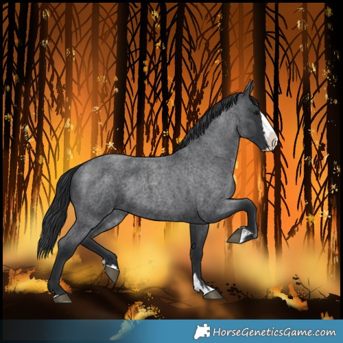 Horse Color:Blue Roan Splash