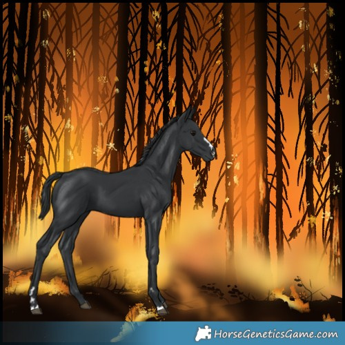 Horse Color:Black 