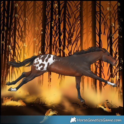 Horse Color:Brown Blanket 