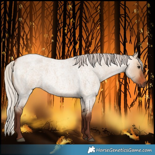 Horse Color:Silver Bay Roan Dun 
