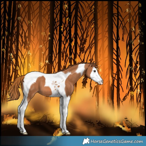 Horse Color:Chestnut Splash Tobiano