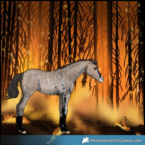 Horse Color:Brown Dun Sabino Rabicano