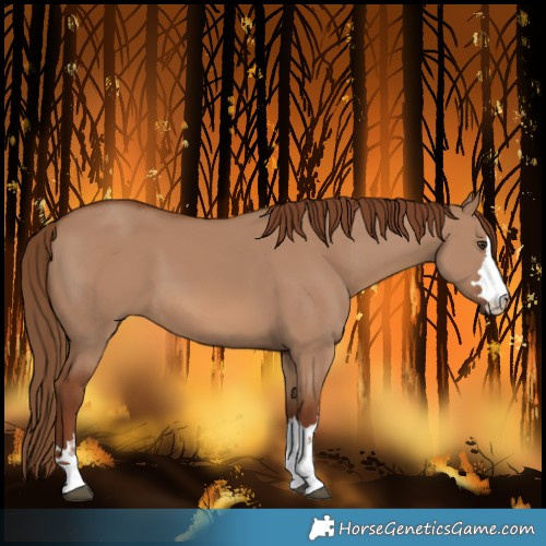 Horse Color:Red Dun