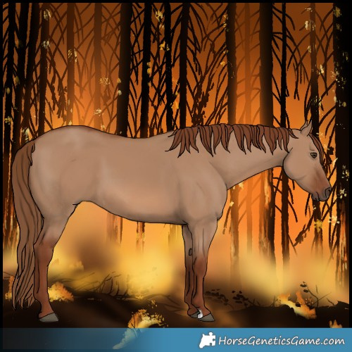Horse Color:Red Dun 