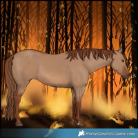 Horse Color:Red Dun