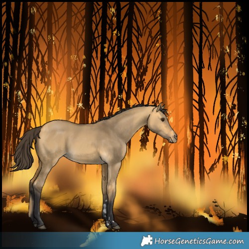 Horse Color:Buckskin Dun Rabicano