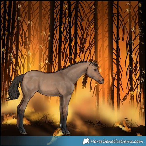 Horse Color:Bay Dun Rabicano