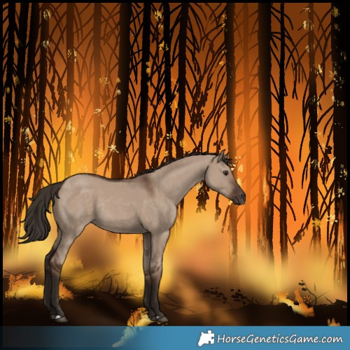 Horse Color:Liver Red Dun Rabicano 