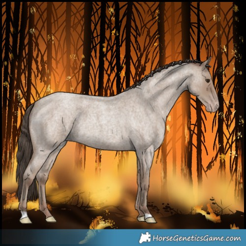 Horse Color:Classic Champagne Roan Rabicano