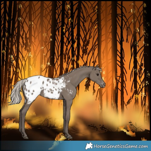Horse Color:Silver Grullo Blanket
