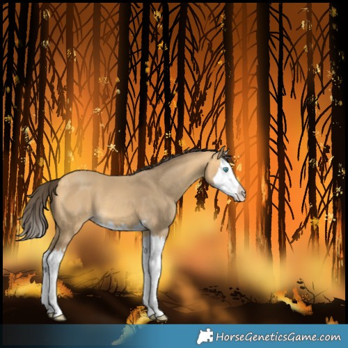 Horse Color:Amber Cream Champagne Splash 