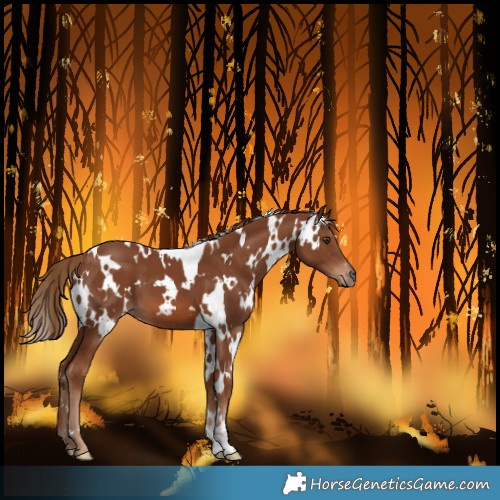Horse Color:White Spotted Chestnut