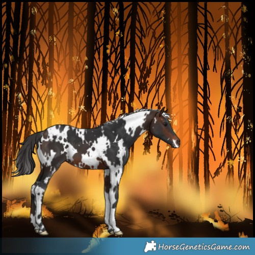 Horse Color:White Spotted Brown