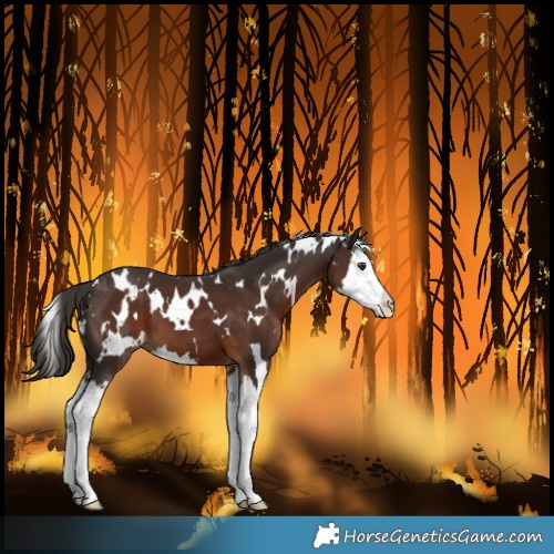 Horse Color:White Spotted Liver Chestnut Splash 