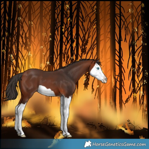 Horse Color:Bay Splash 