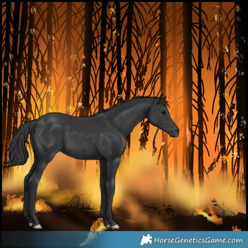 Horse Color:Black 