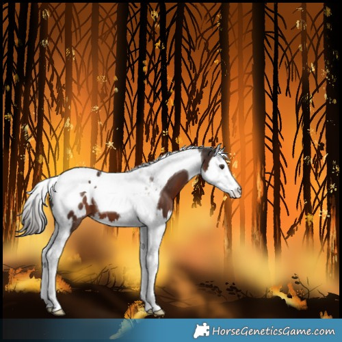 Horse Color:Liver Chestnut Splash Tobiano Blanket 