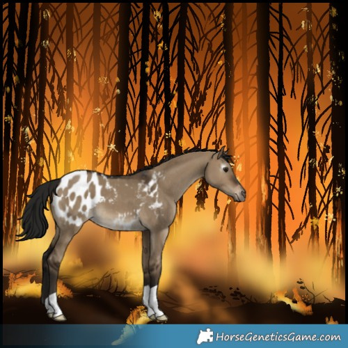 Horse Color:Gray Bay Dun Blanket 