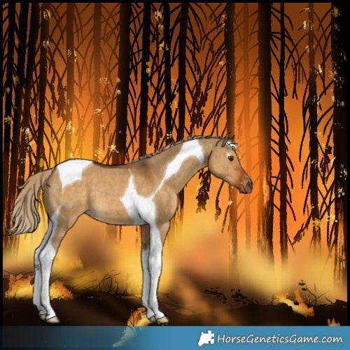 Horse Color:Gray Chocolate Palomino Dun Tobiano Varnish 