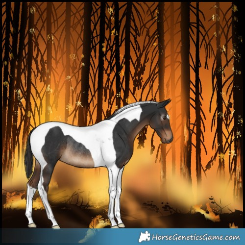 Horse Color:Gray Liver Chestnut Tobiano Rabicano 