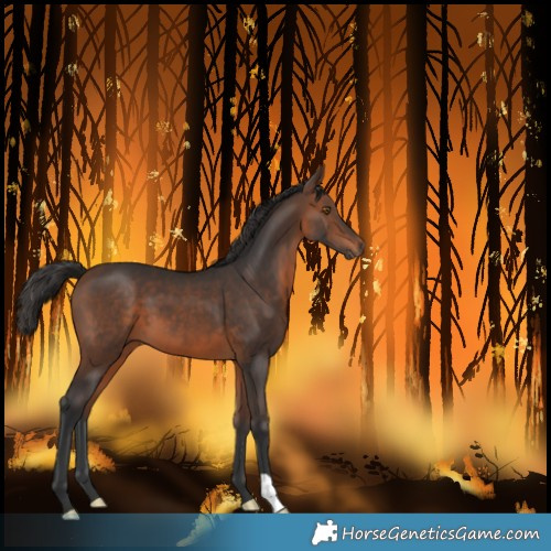 Horse Color:Unknown 