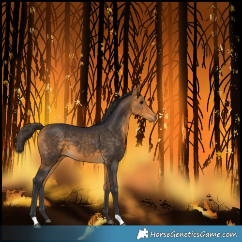 Horse Color:Unknown
