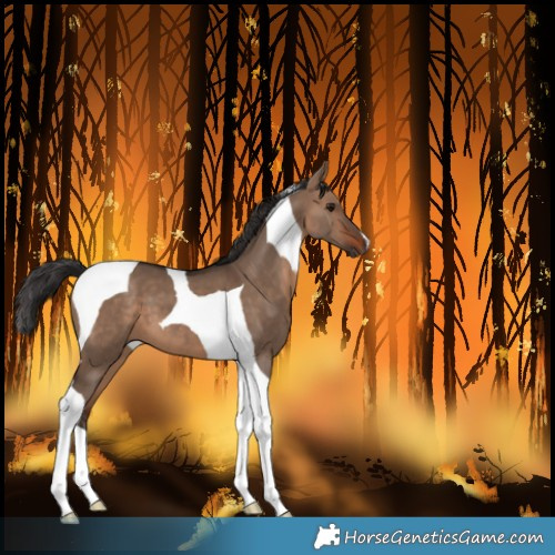 Horse Color:Brown Dun Tobiano 