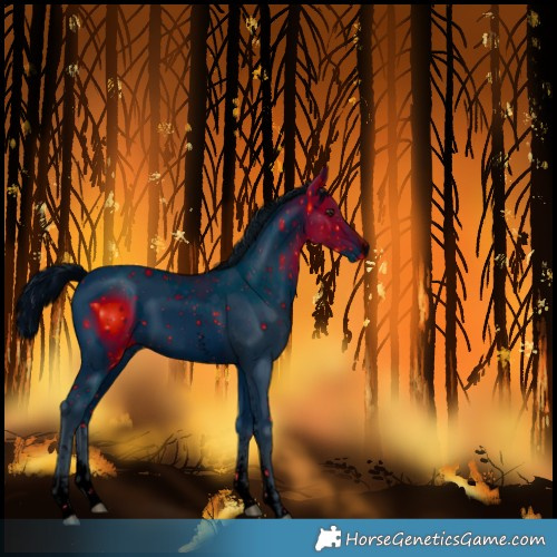 Horse Color:Unknown 