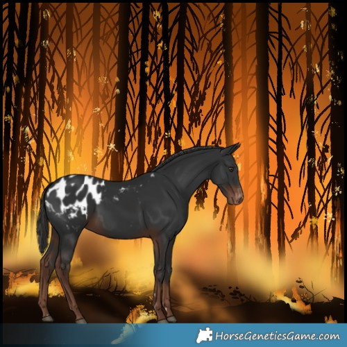 Horse Color:Liver Chestnut Blanket 
