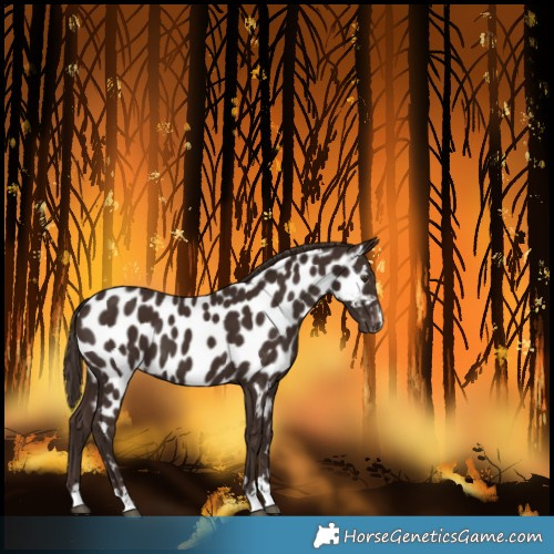 Horse Color:Liver Chestnut Near Leopard