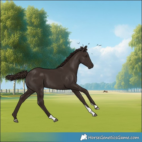 Horse Color:Liver Chestnut Tobiano
