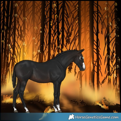 Horse Color:Gray Bay 