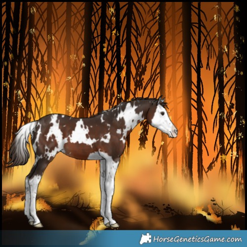 Horse Color:White Spotted Liver Chestnut Splash