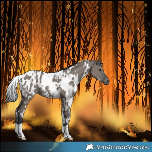 Horse Color:White Spotted Grullo Blanket 