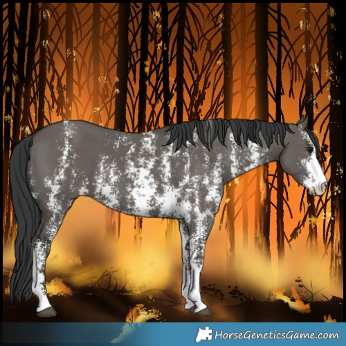 Horse Color:Grullo Sabino Rabicano 