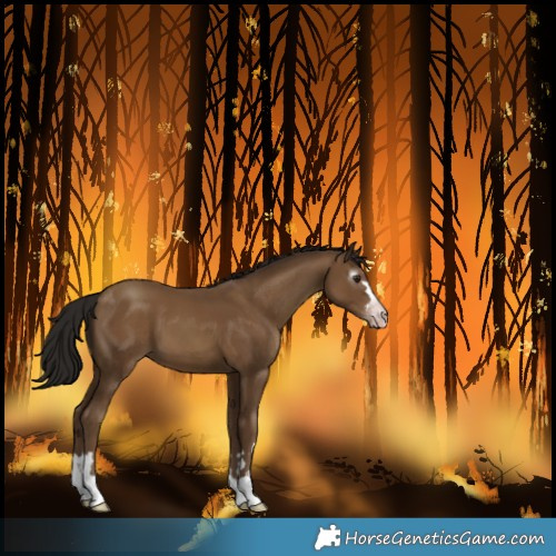 Horse Color:Gray Classic Champagne 