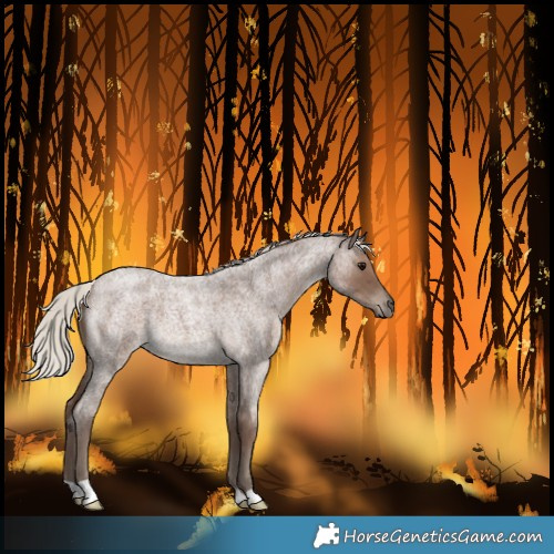 Horse Color:Silver Blue Roan