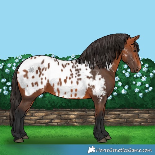 Horse Color:Bay Near Leopard 