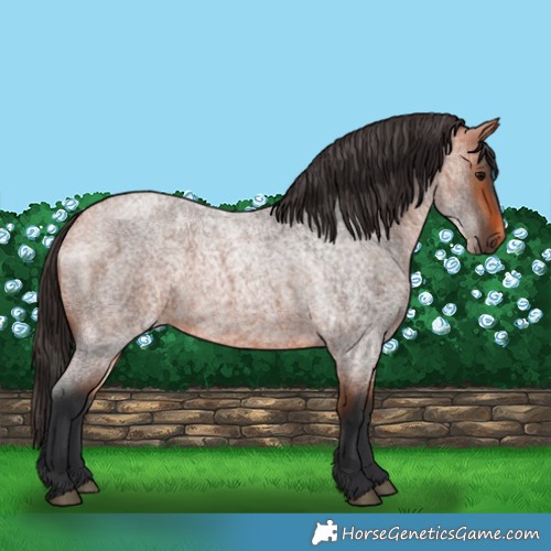 Horse Color:Bay Roan 