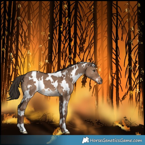 Horse Color:White Spotted Liver Red Dun 