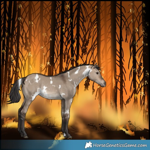 Horse Color:White Spotted Brown Dun Rabicano