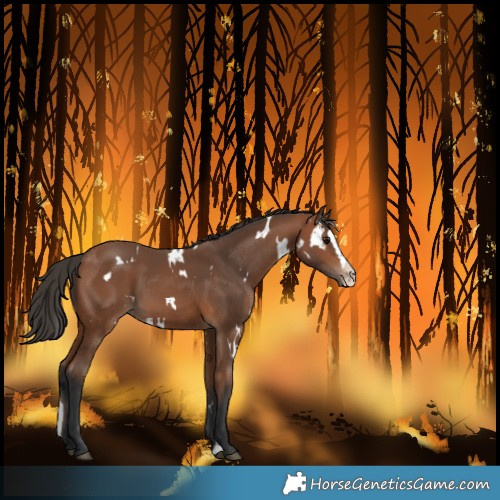 Horse Color:White Spotted Bay Splash