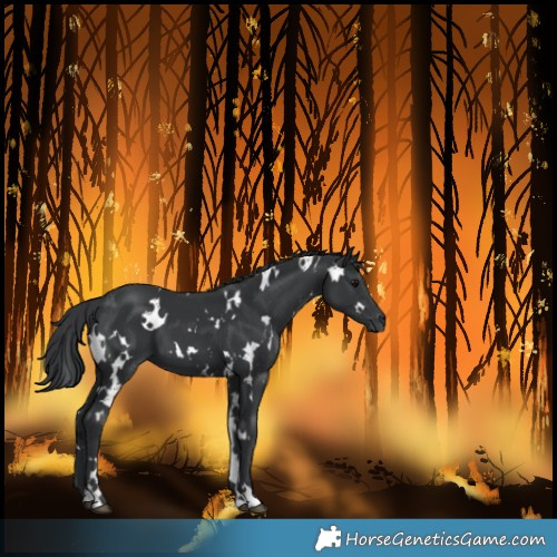 Horse Color:White Spotted Black 