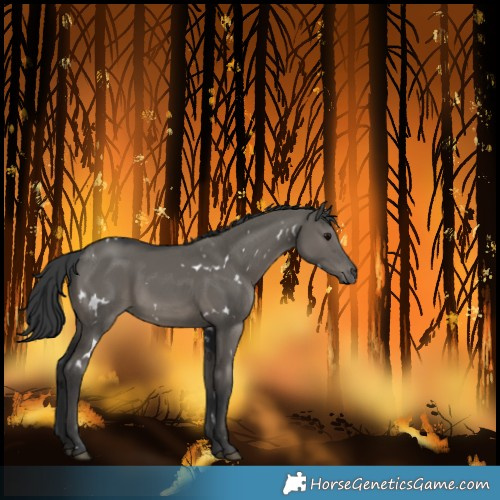 Horse Color:White Spotted Grullo 