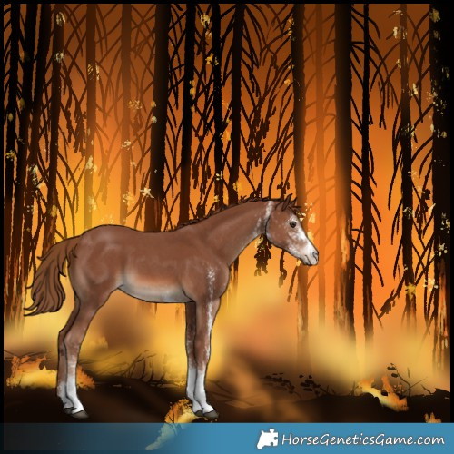 Horse Color:White Spotted Chestnut