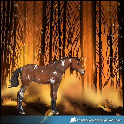 Horse Color:White Spotted Bay 